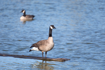 Fototapeta premium Canada Goose