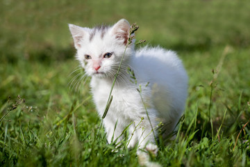 Naklejka na ściany i meble Cute white kitten