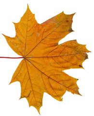 Autumn or fall leaf isolated