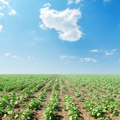 Fototapeta na wymiar cloud in blue sky over field with green sunflowers