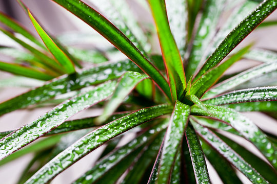 dracena marginata with water drops