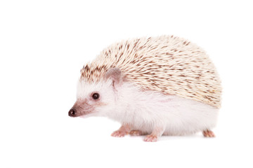 Domesticated hedgehog or African pygmy