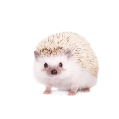 Domesticated hedgehog or African pygmy