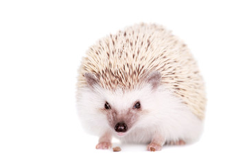 Domesticated hedgehog or African pygmy