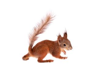 Eurasian red Squirrel, Sciurus Vulgaris on white