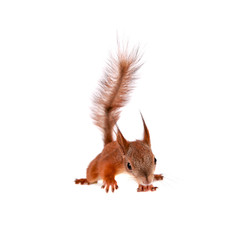 Obraz premium Eurasian red Squirrel, Sciurus Vulgaris on white