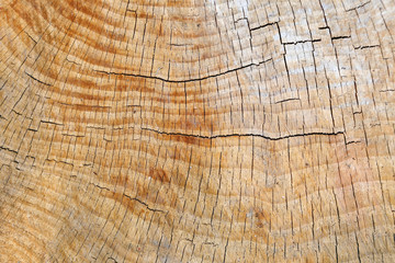 Naklejka premium Wood texture of cut tree trunk, close-up