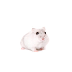 Djungarian Hamster, Phodopus sungorus, baby