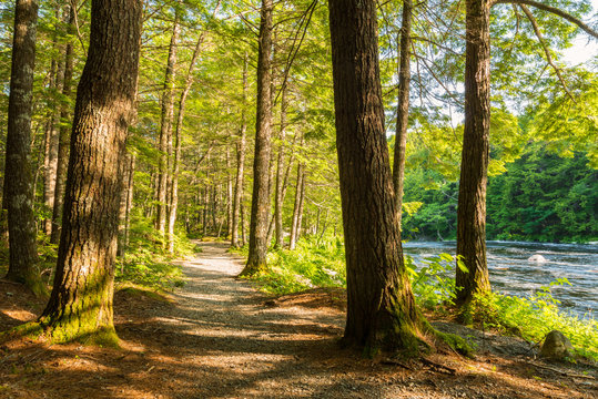 Forest Trail