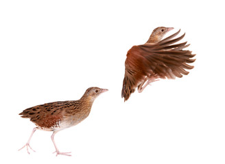 Corncrake or Landrail, Crex crex, on white