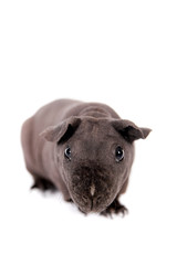 Hairless Guinea Pig isolated on white