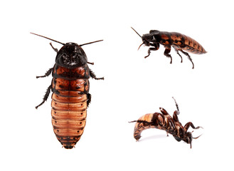 Madagascar hissing cockroach on white