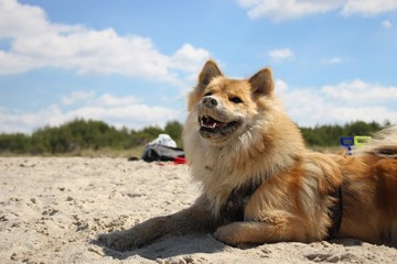 Plakat Hund am Strand 