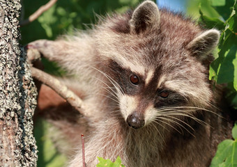 Fototapeta premium raton laveur dans un arbre