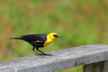 Fototapeta premium Yellow-headed Blackbird