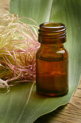 Zea mays Maïs Кукуруза сахарная Mais ذرة (نبات)