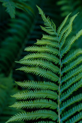 young green fern in the garden. isolated on a dark background