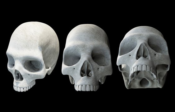 Human Skulls on Black