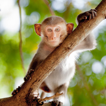 Little Monkey.  baby macaque