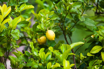 Lemon on the tree.  Organic lemons on tree