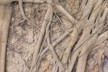 roots