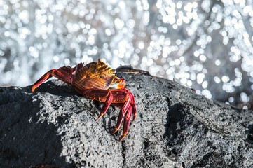 Sally Lightfoot Crab from Galapagos Islands