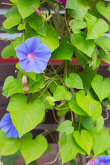 Beautiful flower on wooden board