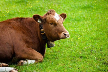 cow laying down on the meadow