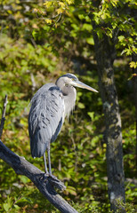 Blue Heron on a Branch