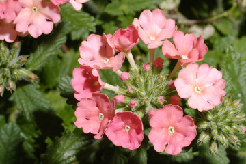 Obraz premium Macro Verbena Blossom