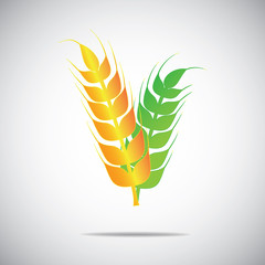 Wheat, Barley or Rye vector