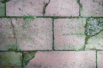 texture of old tiles covered with moss