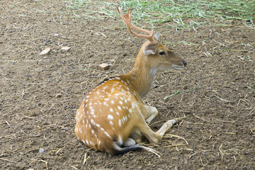 a seated deer
