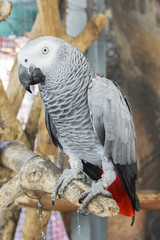 African Grey Parrot. No Freedom