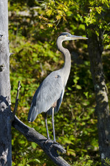 Heron Standing on a Dead Branch