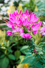 purple flower in garden