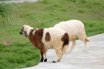 Fototapeta premium Sheep in the farm.