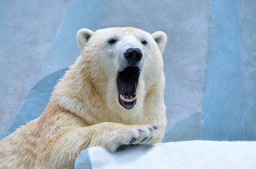 Медведь зевает.