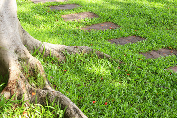 The root of the tree in the green grass