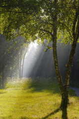 glade and ray of light