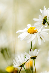 wild daisies in a field