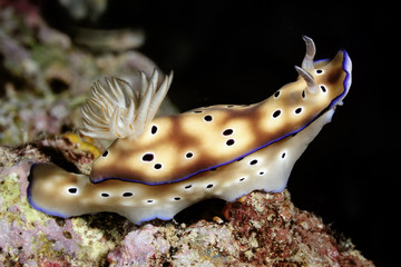 Nudibranch Risbecia tryoni
