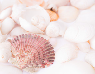 seashells