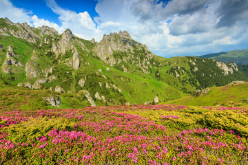 Magic pink rhododendron flowers in the mountains,Ciucas,Romania