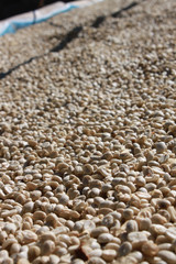 Coffee beans background