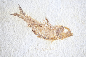 Fish fossil.