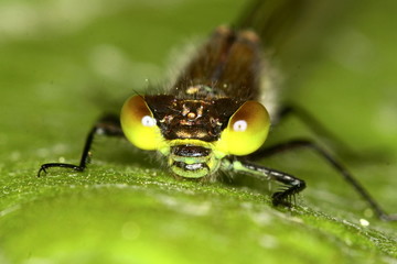 dragonfly head
