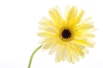 Gerbera