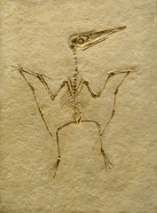 Pterodactyl Fossil. Pterodactilus Spectabilis.