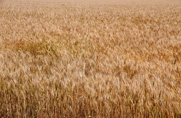 Yellow ripe wheat stalks are ready to be harvested 2
